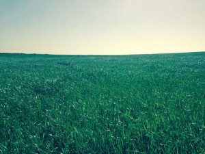 Trevescan field. Green.