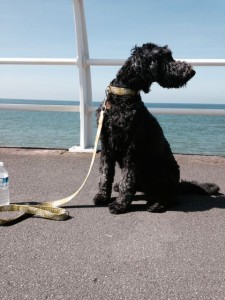 Polly at Aberavon.