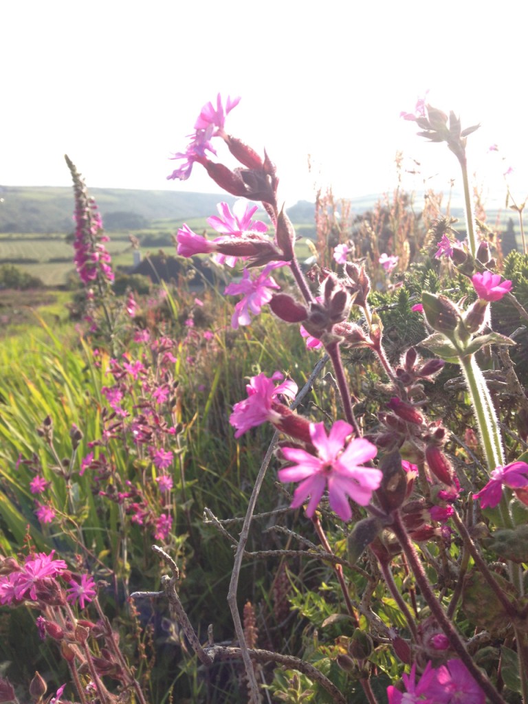 Campion and foxgloves, Carn Bosavern.