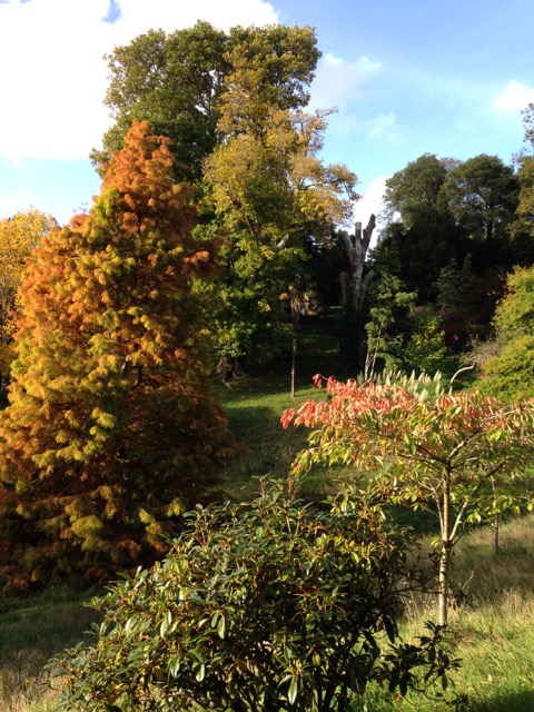 Autumn colours at Glendurgan.