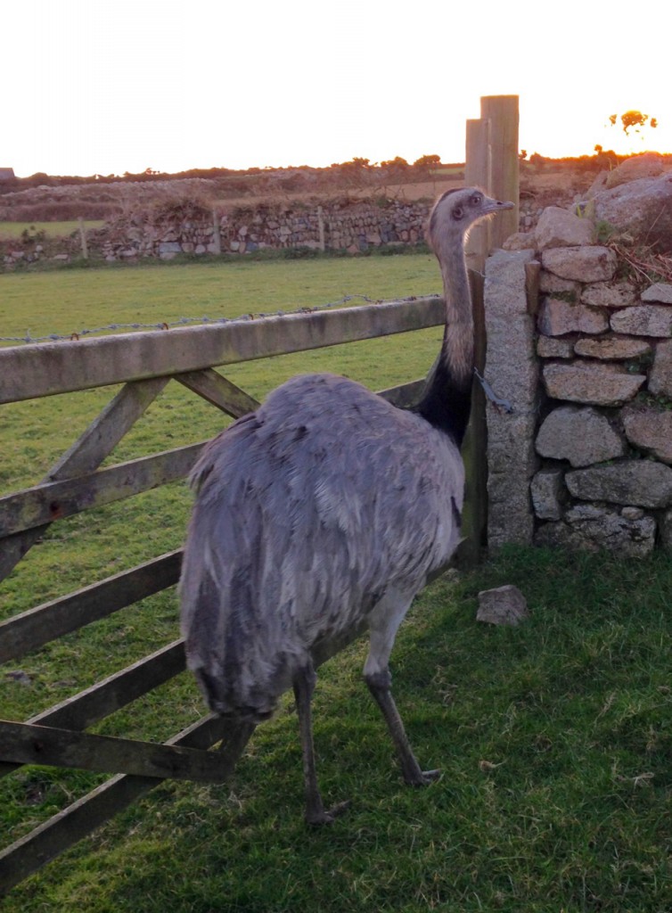 And here's a curiosity - an emu down the road at Bosorne.