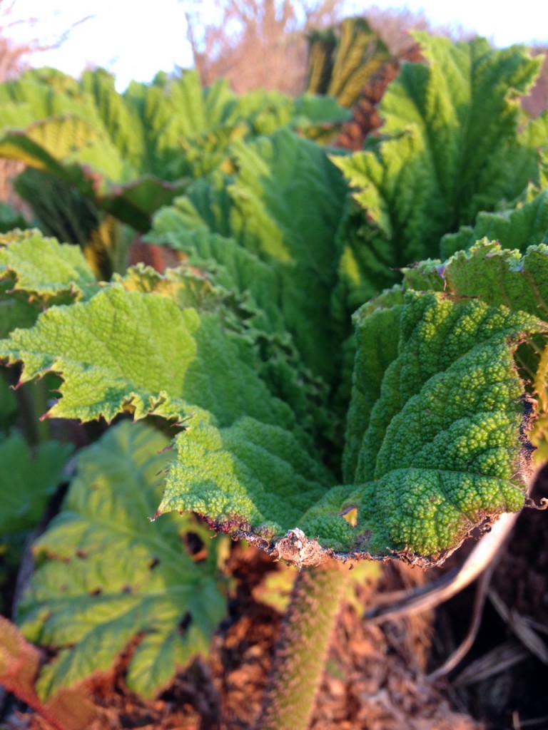 Gunera surging upward at Cot Valley