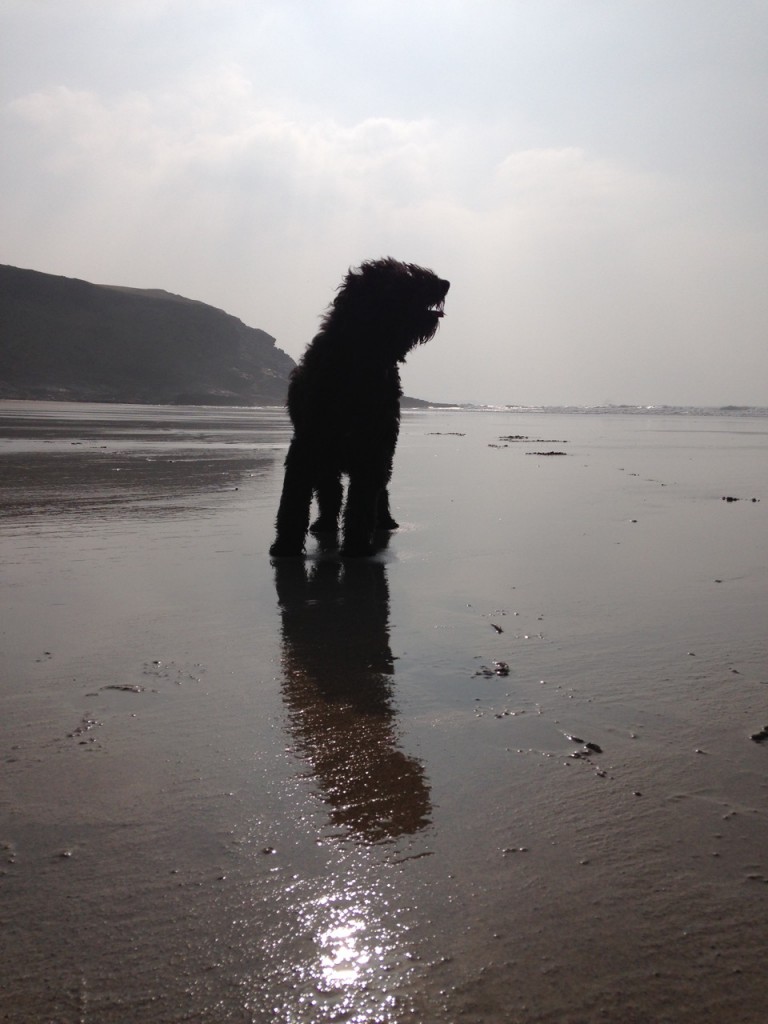 Polly on Mawgan Porth