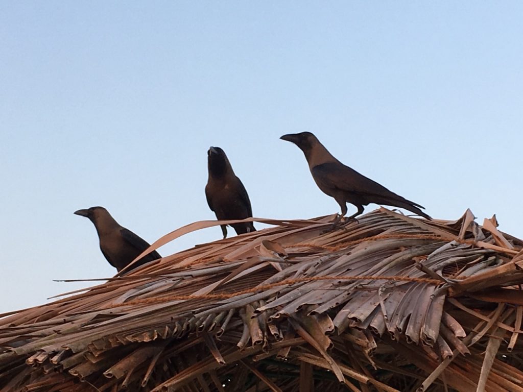 The elegant crows of Southern Goa.