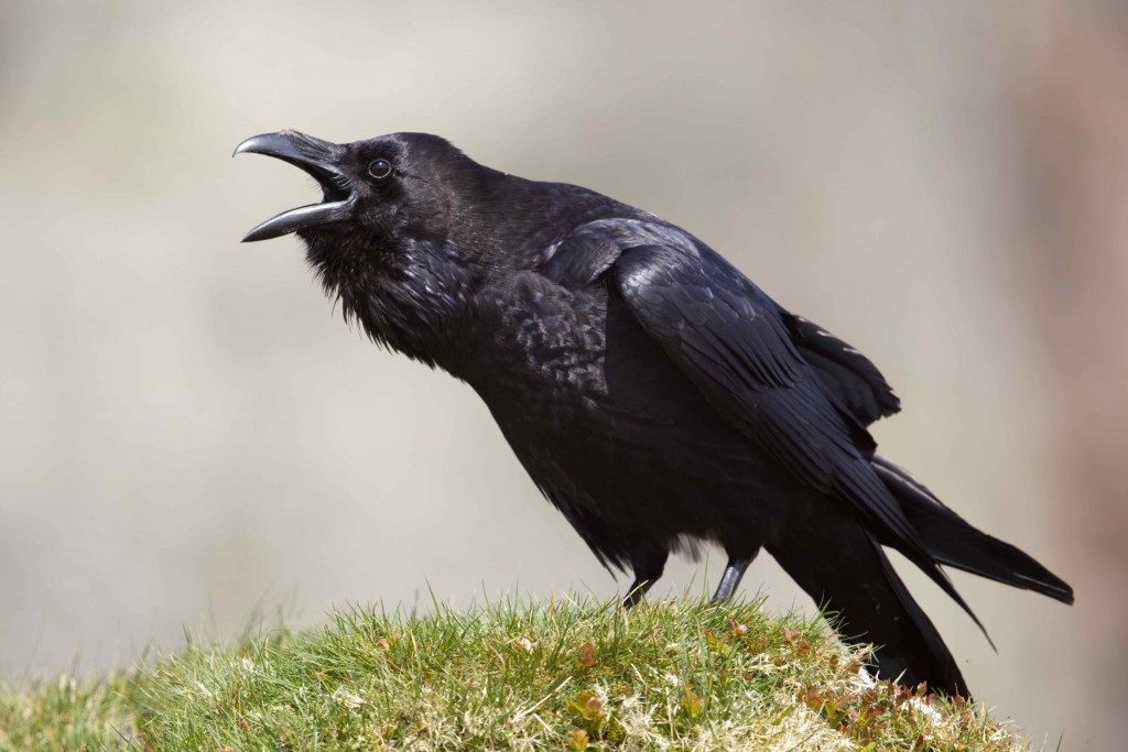 Calling raven - such a photo is an achievement, it's David Chapman's on Cornwall Wildlife.