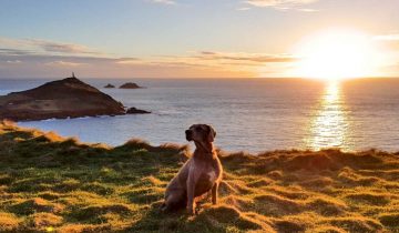 The Cornish Way - Dog Friendly Beaches