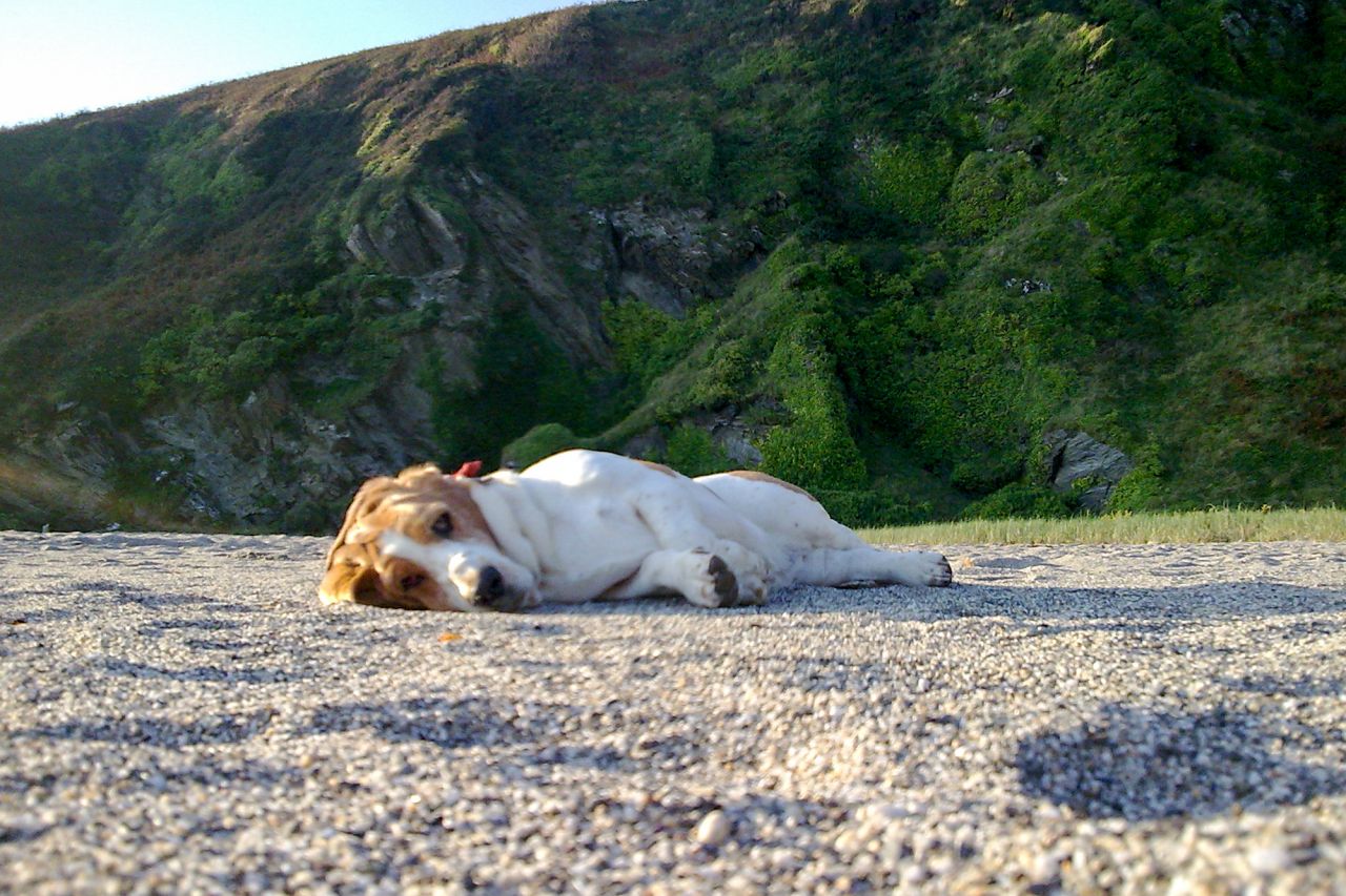 The Cornish Way - Dog Friendly Beaches