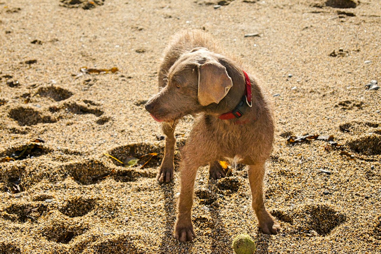 The Cornish Way - Dog Friendly Beaches